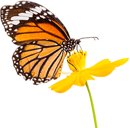 Photo of a monarch butterfly